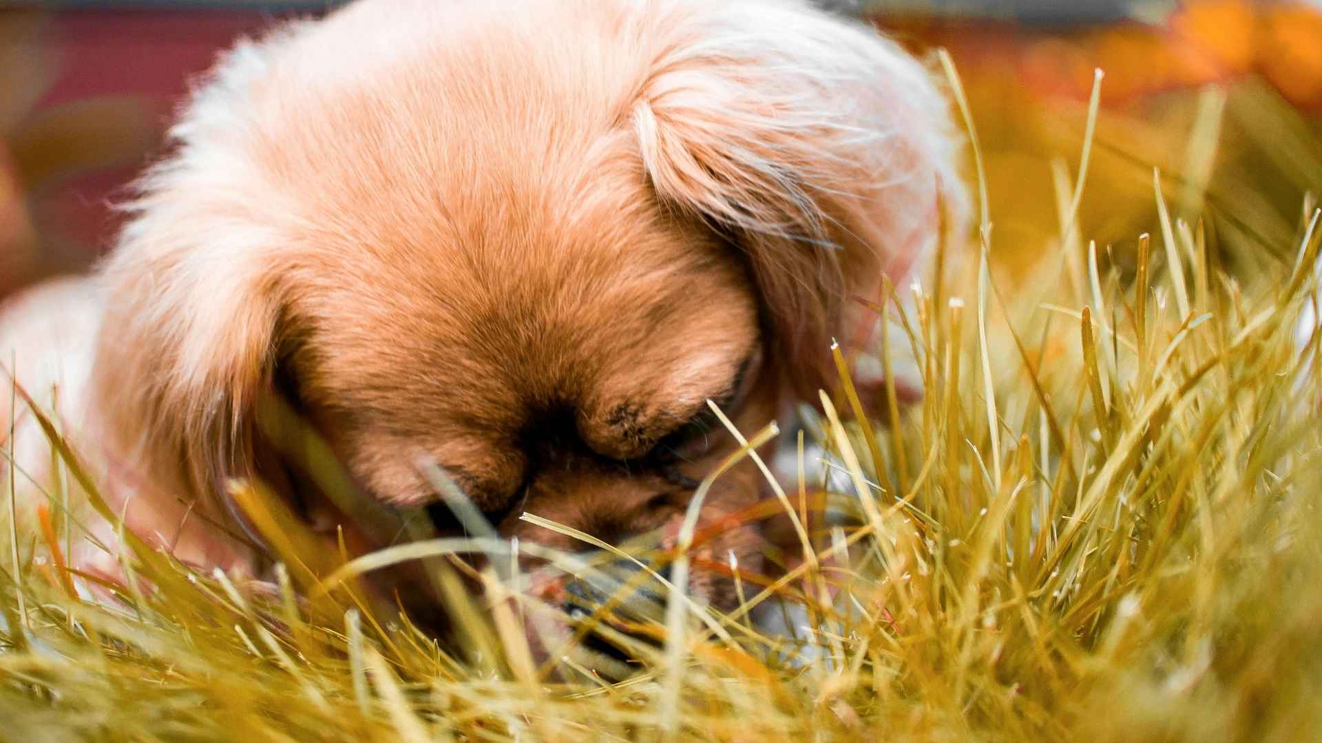 perrito en la hierba
